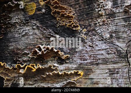Tronc d'arbre avec polypore Banque D'Images