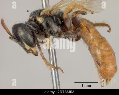 Pinkle, Claremont, Los Angeles, Californie, États-Unis, Perdita ruficauda Cockerell, 1916, Animalia, Arthropoda, Insecta, Hyménoptères, Andrénidae Banque D'Images