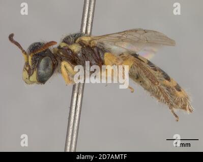 Pinklé, Claremont, Los Angeles, Californie, États-Unis, Perdita punctifrons Timberlake, 1958, Animalia, Arthropoda, Insecta, Hyménoptères, Andrénidae Banque D'Images