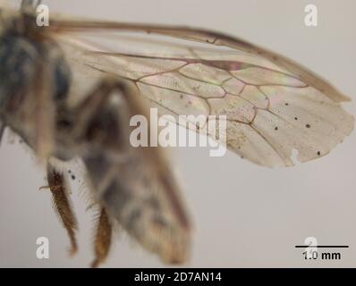 Pinklé, rivière Mount Hamilton, Santa Clara, Californie, États-Unis, Andena (Thysandrena) blandula Timberlake, 1951, Animalia, Arthropoda, Insecta, Hyménoptères, Andenidae Banque D'Images