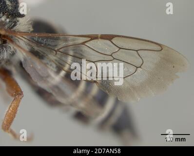 Pinked, Los Angeles, Californie, États-Unis, Coelioxys coquilletti Crawford, 1914, Animalia, Arthropoda, Insecta, Hyménoptères, Megachilidae Banque D'Images