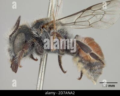 Pinkle, Claremont, Los Angeles, Californie, États-Unis, Osmia remotula Cockerell, 1910, Animalia, Arthropoda, Insecta, Hyménoptères, Megachilidae Banque D'Images