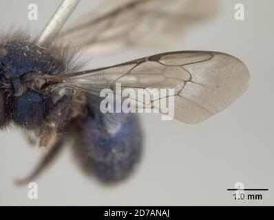 Pinklé, Claremont, montagnes proches, Los Angeles, Californie, États-Unis, Osmia cyanosoma Cockerell, 1916, Animalia, Arthropoda, Insecta, Hyménoptères, Megachilidae Banque D'Images