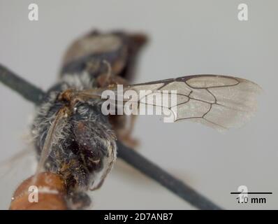 Pinkle, Claremont, Los Angeles, Californie, États-Unis, Hoplitella pentamera Cockerell, 1910, Animalia, Arthropoda, Insecta, Hyménoptères, Megachilidae Banque D'Images