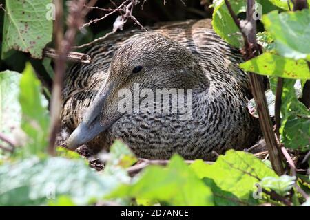 Canard d'Eider sur un nid. Intérieur de Farne, Northumberland. Banque D'Images