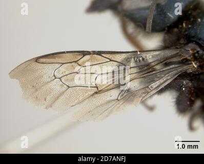 Pinkle, Claremont, Los Angeles, Californie, États-Unis, Osmia nassa Cockerell, 1910, Animalia, Arthropoda, Insecta, Hyménoptères, Megachilidae Banque D'Images