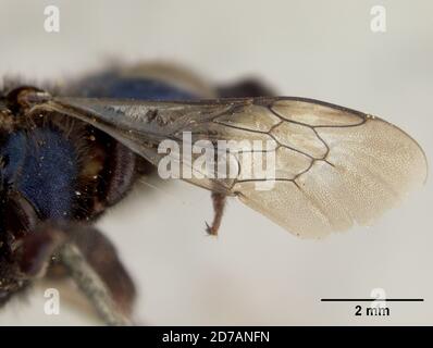 Pinklé, Claremont, montagnes proches, Los Angeles, Californie, États-Unis, Osmia putata Cockerell, 1910, Animalia, Arthropoda, Insecta, Hyménoptères, Megachilidae Banque D'Images