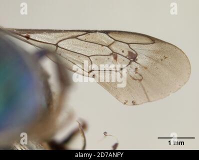 Pinkle, Claremont, Los Angeles, Californie, États-Unis, Osmia Regulina Cockerell, 1911, Animalia, Arthropoda, Insecta, Hyménoptères, Megachilidae Banque D'Images