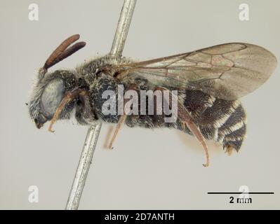 Pinkle, Claremont, Los Angeles, Californie, États-Unis, Dioxys pomonae Cockerell, 1910, Animalia, Arthropoda, Insecta, Hyménoptères, Megachilidae Banque D'Images