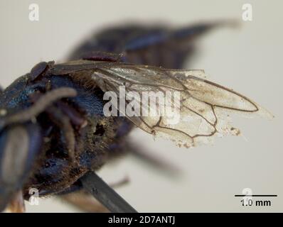 Pinklé, Claremont, montagnes proches, Los Angeles, Californie, États-Unis, Stelis carnifex Cockerell, 1911, Animalia, Arthropoda, Insecta, Hyménoptères, Megachilidae Banque D'Images