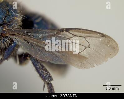 Pinklé, Claremont, montagnes proches, Los Angeles, Californie, États-Unis, Chelynia calliphorina Cockerell, 1911, Animalia, Arthropoda, Insecta, Hyménoptères, Megachilidae Banque D'Images