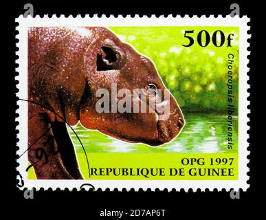MOSCOU, RUSSIE - 26 NOVEMBRE 2017 : un timbre imprimé en Guinée montre Pygmy Hippopotamus (Choeropsis liberiensis), série d'animaux indigènes, vers 1997 Banque D'Images
