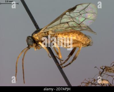 Charter Oak, Huntingdon, Pennsylvanie, États-Unis, Pteronidea aceris Rohwer, 1915, Animalia, Arthropoda, Insecta, Hyménoptères, Symphyta, Tenthredinidae Banque D'Images