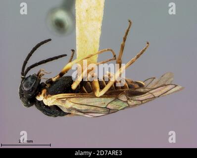 Charter Oak, Huntingdon, Pennsylvanie, États-Unis, Periclista similaris Rohwer, 1917, Animalia, Arthropoda, Insecta, Hyménoptères, Symphyta, Tenthredinidae Banque D'Images