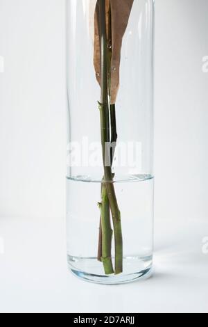 tiges de fleurs dans l'eau dans un vase simple Banque D'Images