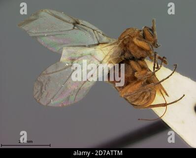 Pinkle, Stanford University, Palo Alto, Santa Clara, Californie, États-Unis, Dismolcaspis mamillana Weld, 1957, Animalia, Arthropoda, Insecta, Hyménoptères, Cynipidae, Cynipinae Banque D'Images