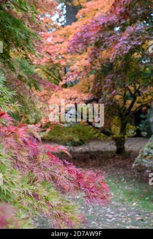 Couleurs d'automne. Acer et les érables dans un feu de couleur, photographiés à l'arboretum Westonbirt, Gloucestershire, Royaume-Uni, au mois d'octobre. Banque D'Images