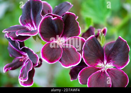 Gros plan sur des fleurs bordeaux de pélargonium (Prince noir) avec une bordure blanche sur un fond vert flou. Banque D'Images