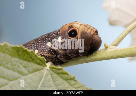 éléphant faucon moth sur la photographie macro de plante verte Banque D'Images