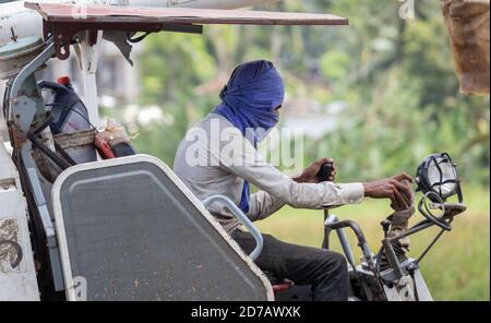 Faites face à l'homme couvert par temps chaud lorsqu'il utilise la moissonneuse-batteuse dans le champ de paddy. Banque D'Images