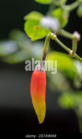 Photo macro verticale de Chili d'oiseau jaune et orange. Banque D'Images