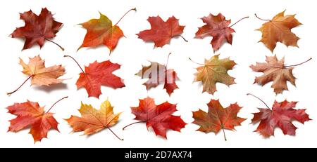 Feuilles isolées. Collection de feuilles d'automne déchue multicolores isolées sur fond blanc Banque D'Images