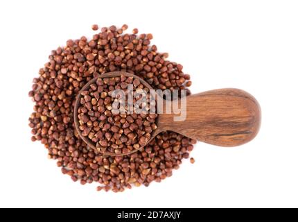 Grains de poivre de Guinée dans une cuillère en bois, isolés sur fond blanc. Melegeleta, poivron alligator ou mahlab. Grains de paradis. Vue de dessus. Banque D'Images