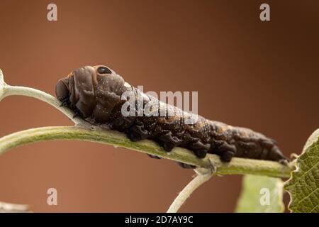 éléphant faucon moth sur la photographie macro de plante verte Banque D'Images