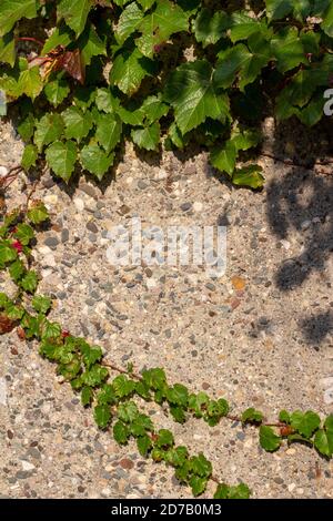Vue rapprochée de l'arrière-plan d'un mur en pierre Couvert de vignes et de feuilles de vriy de Boston en plein soleil Banque D'Images