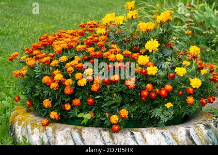 Dans un vieux pneu de voiture, les marigolds multicolores poussent dans le jardin. Banque D'Images