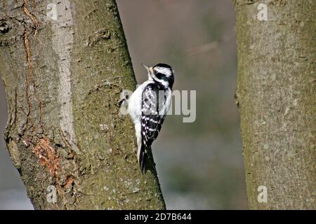 Une femelle Downy (Picoides pubescens) accrochée à l'écorce d'un érable de cour en hiver Banque D'Images