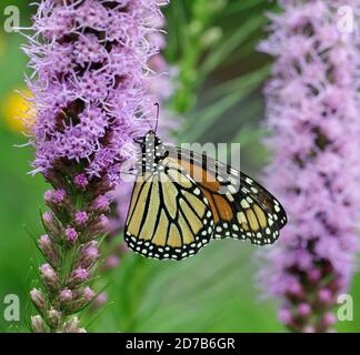 Un gros plan d'un papillon monarque (Danaus plexippus), également connu sous le nom de papillon en moulakaded, se nourrissant dans un jardin sur l'étoile flamboyante (Liatris spicata) Banque D'Images