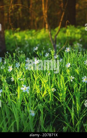 Fleurs blanches en fleurs de stellaria ou de starwort, de Stitchwort, de chichweed dans la forêt printanière. Banque D'Images