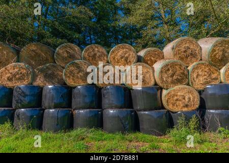Burg, Oberstreewald, Forêt Spree, Réserve de biosphère de l'UNESCO, Brandebourg, Allemagne de l'est, Europe Banque D'Images