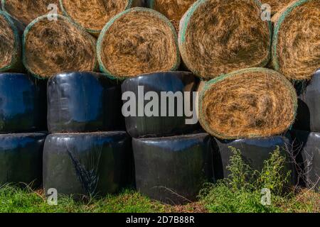 Burg, Oberstreewald, Forêt Spree, Réserve de biosphère de l'UNESCO, Brandebourg, Allemagne de l'est, Europe Banque D'Images