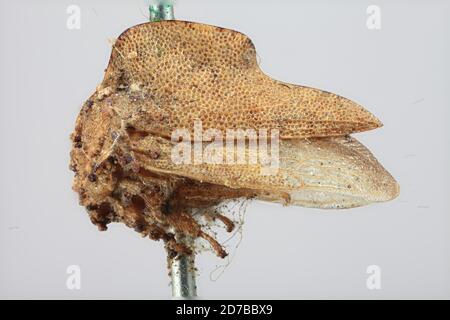 Pinked, Santa Cruz Mountains, Californie, États-Unis, Telamona coquilletti Goding, Animalia, Arthropoda, Insecta, Hemiptera, Homoptera, Membracidae Banque D'Images