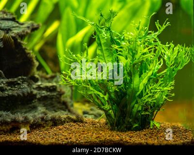 Fougère aquatique (Microsorum pteropus – Windelov) isolé sur un réservoir à poissons avec un arrière-plan flou Banque D'Images