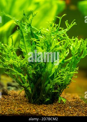 Fougère aquatique (Microsorum pteropus – Windelov) isolé sur un réservoir à poissons avec un arrière-plan flou Banque D'Images