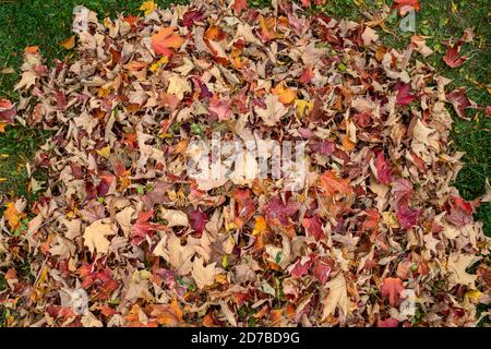 Les feuilles d'automne, séchées et rachées dans une pile dans une cour, sont vues d'en haut. Banque D'Images