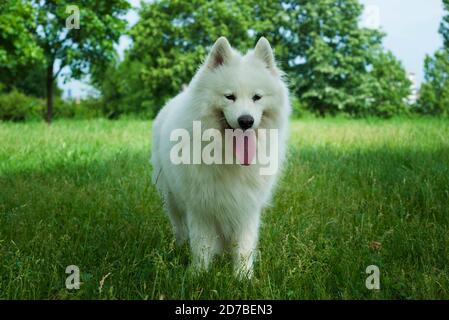 Magnifique chien blanc de Samoyed dans le parc Banque D'Images