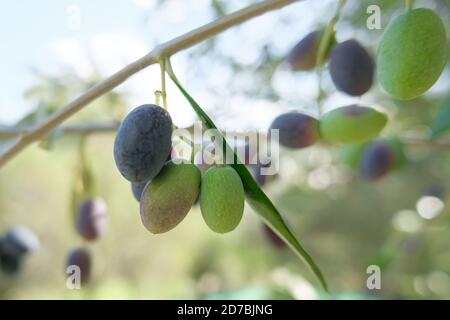 Bouquet d'olives italiennes en gros, production d'huile d'olive extra vierge, bio authentique olives vertes Banque D'Images