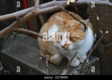 Chat blanc au gingembre assis sur un bloc Banque D'Images