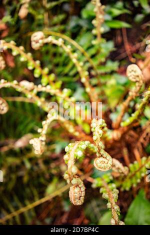 Small Ferns dans les bois à West Sussex, Angleterre, Royaume-Uni Banque D'Images