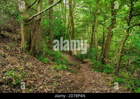 Arbres et feuillage emmêlé par un sentier dans les bois anciens près de Greystones à Sheffield, autrefois site de mines de charbon abandonnées depuis longtemps. Banque D'Images