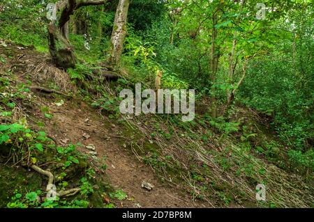 Arbres et feuillage emmêlé par un sentier dans les bois anciens près de Greystones à Sheffield, autrefois site de mines de charbon abandonnées depuis longtemps. Banque D'Images