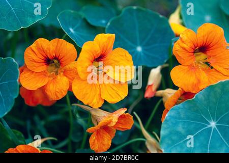 Plante commune de nasturtium avec des fleurs qui poussent dans le jardin Banque D'Images