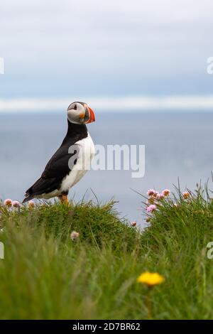 Des macareux sur les falaises de Latrabjarg, un promontoire et le point le plus à l'ouest de l'Islande. Il abrite des millions de macareux, de gantets, de guillemots et de razorbills Banque D'Images