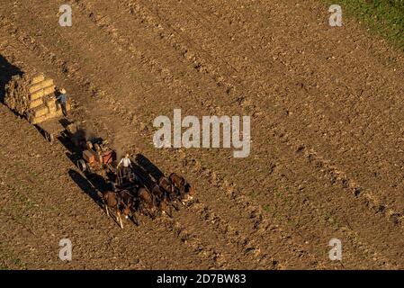 Amish, comté de Lancaster, Pennsylvanie. Vue aérienne du temps de récolte. Banque D'Images