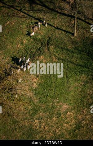 Amish, comté de Lancaster, Pennsylvanie. Vue aérienne du temps de récolte. Banque D'Images