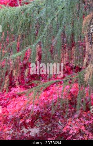 Couleurs d'automne. Acer et les érables dans un feu de couleur, photographiés à l'arboretum Westonbirt, Gloucestershire, Royaume-Uni, au mois d'octobre. Banque D'Images